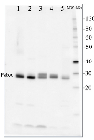 PsbA | D1 protein of PSII, C-terminal (chicken) in the group Antibodies Plant/Algal  / Global Antibodies at Agrisera AB (Antibodies for research) (AS01 016)